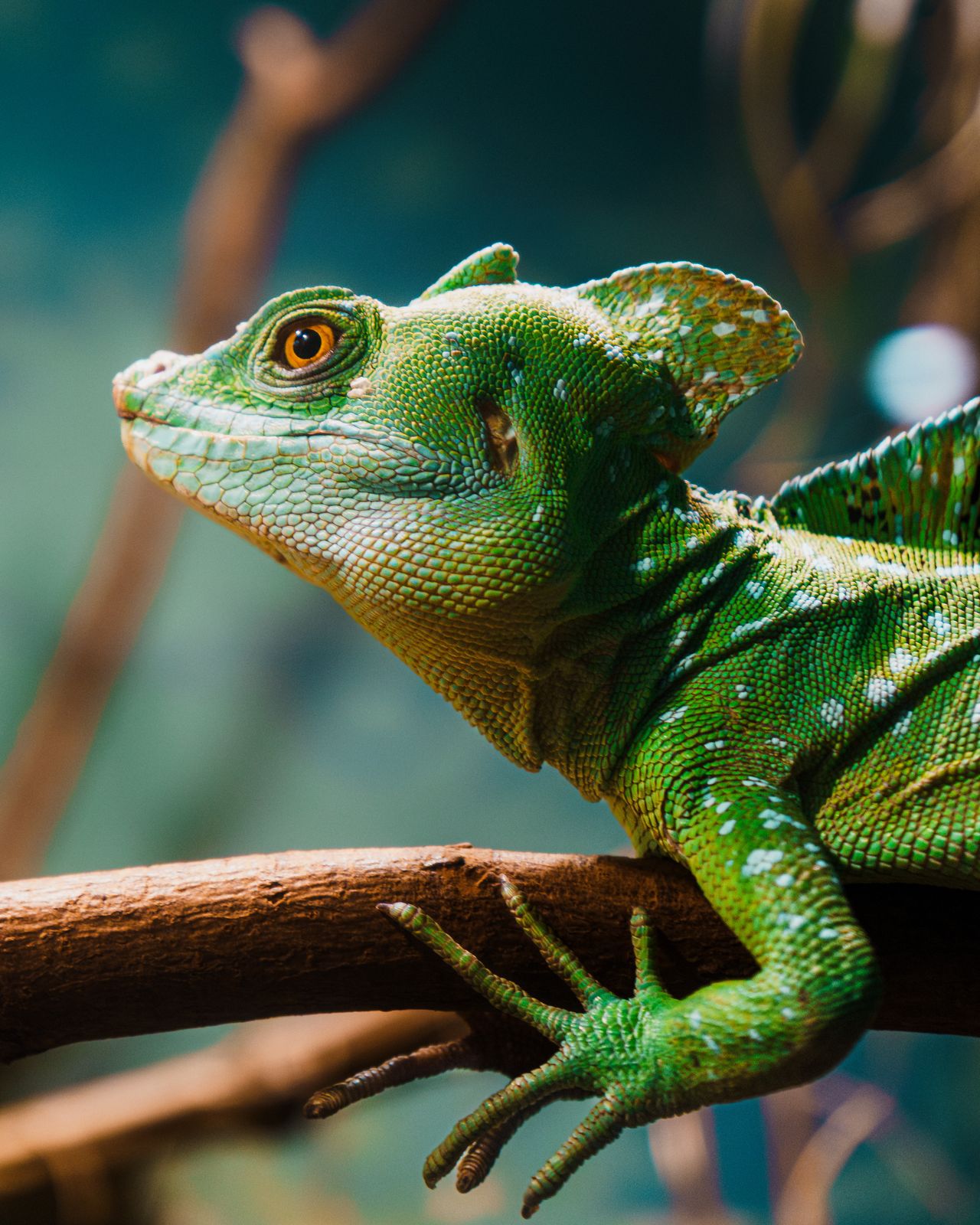 Basilisk