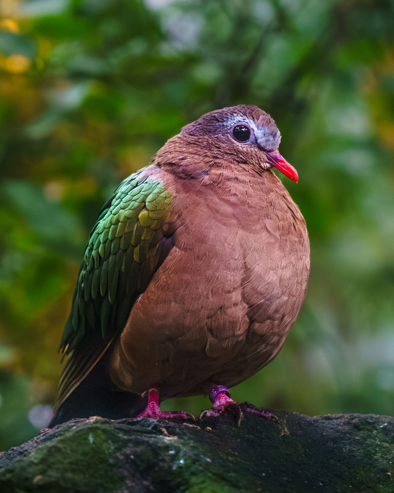Bird